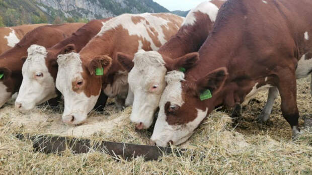 В Новосибирской области изъятие животных затронуло почти 190 семей