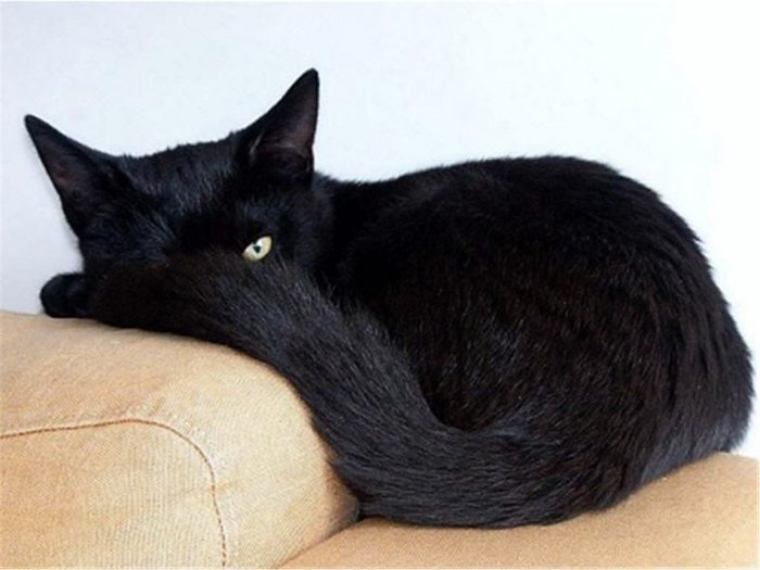 Коты,кошки,котята...