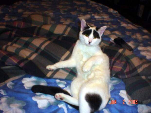 28 обаятельных животных с уникальным природным окрасом животные, окрас