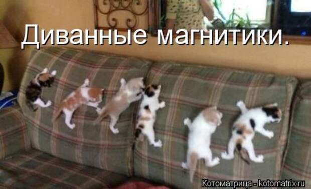 Котоматрицы(картинки с надписями)