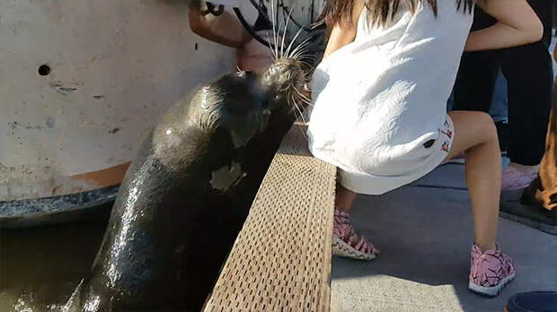Terrifying Video Shows The Exact Moment Little Girl Is Dragged Underwater By Sea Lion