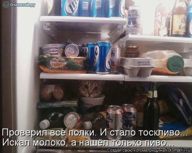 Смешные кошки в котоматрице 9