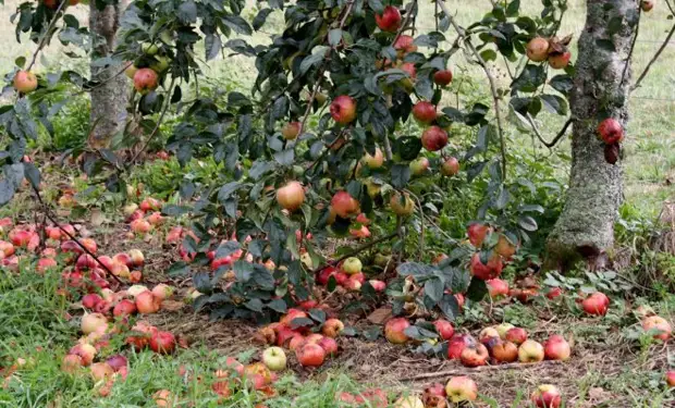 Почему осыпаются завязи и плоды на яблоне, сливе, вишне и других деревьях -Дачный участок - 26 июня - 43002046706 - Медиаплатформа МирТесен