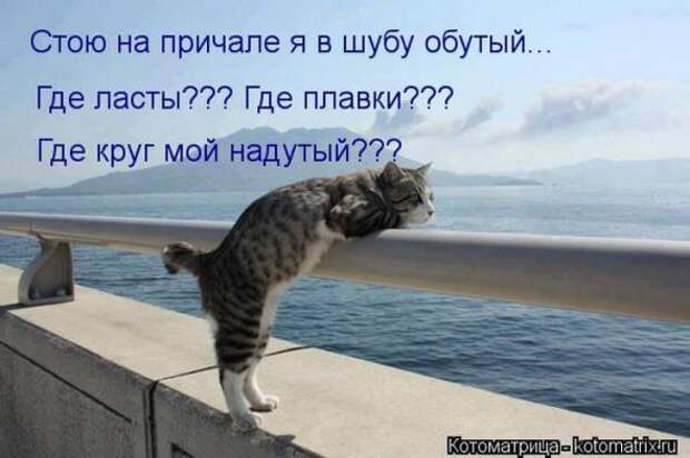 Котоматрицы(картинки с надписями)