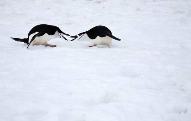 антарктических пингвинов... антарктида, вопрос, ответ