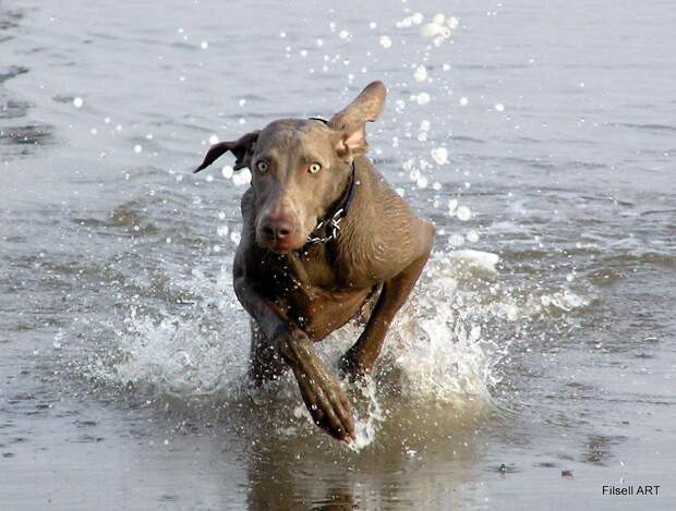 Веймаранер, или веймарская легавая (нем. Weimaraner)