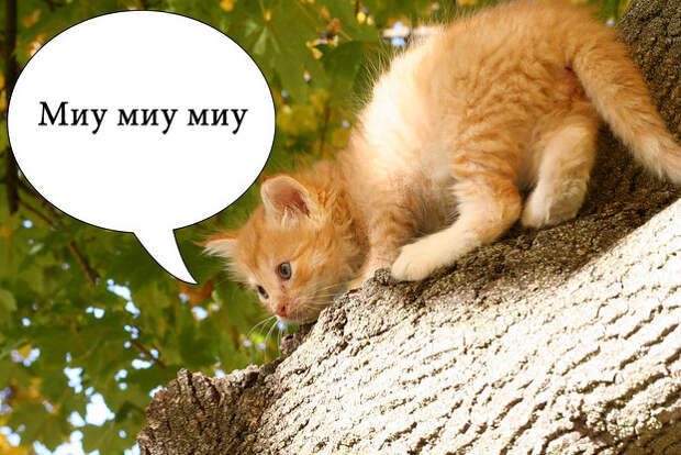 О чем на самом деле думают коты