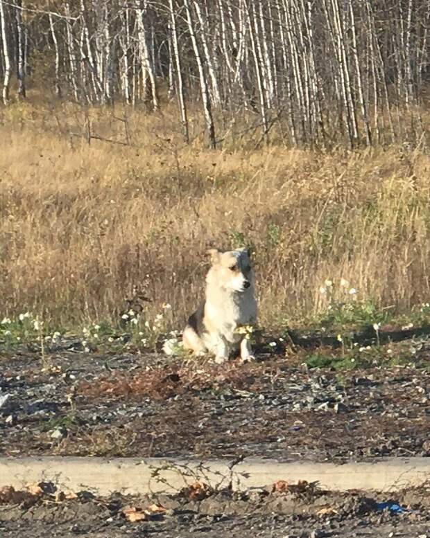 Пёс ждёт своего хозяина в вымершей деревне с конца июля Хатико, Чаны, Новосибирская область, Новосибирск, Заброшенная деревня, НСО, Собаки и люди, Длиннопост