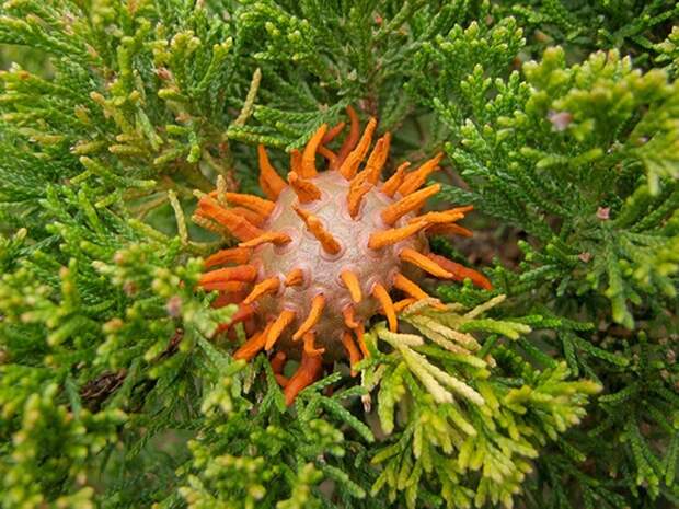 creepyplants43 Самые жуткие растения