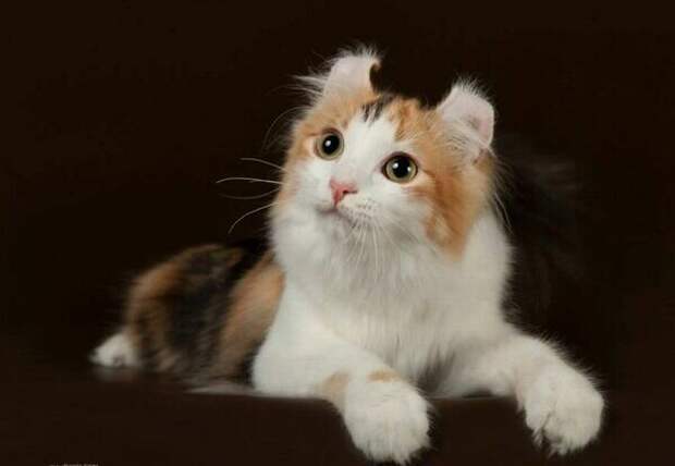 С такими кошками и собака не нужна!