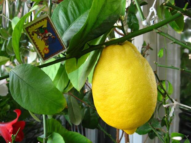 Комнатный лимон Новогрузинский: продажа, цена в Минске. растения горшечные от "limon-mandarin" - 1727772