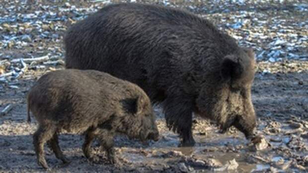 Из-за вспышки африканской чумы свиней возобновили внеплановые проверки бизнеса