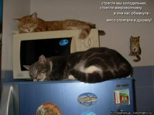 Котоматрицы(картинки с надписями)