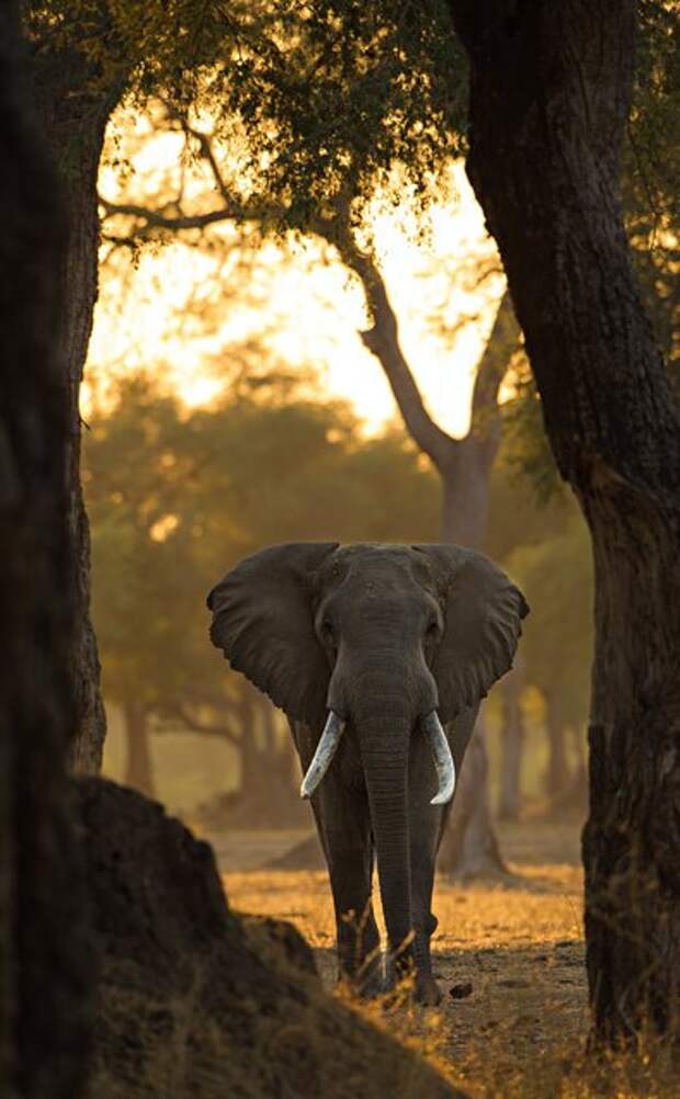 Фотоконкурс National Geographic 2014 года (30 фото)