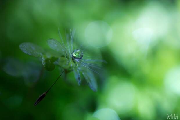 Фотография Green &amp; Green автор Miki Asai на 500px