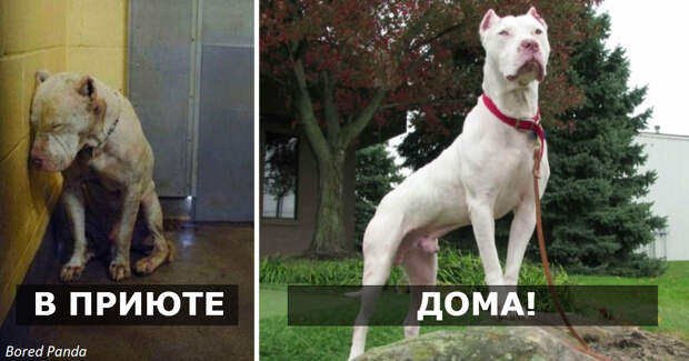 27 фото собак ″До″ и ″После″ того, как их забрали из приюта