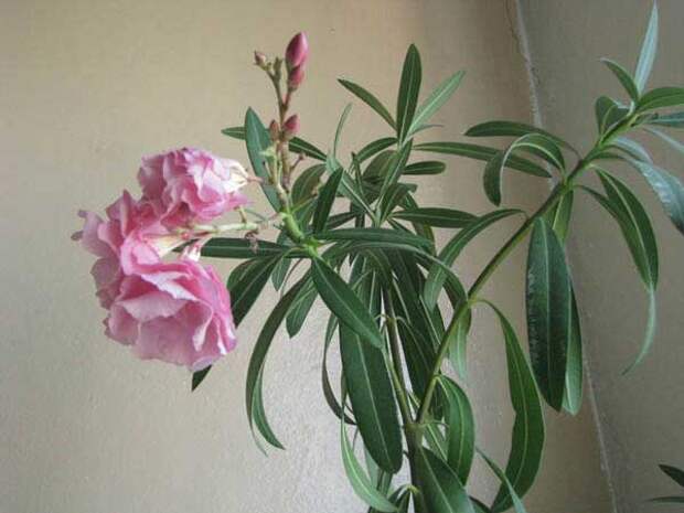 Nerium oleander