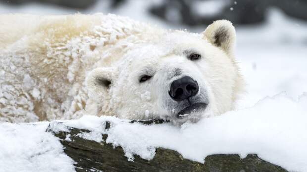 В зоопарке неизвестные вандалы забросали белых медведей бутылками