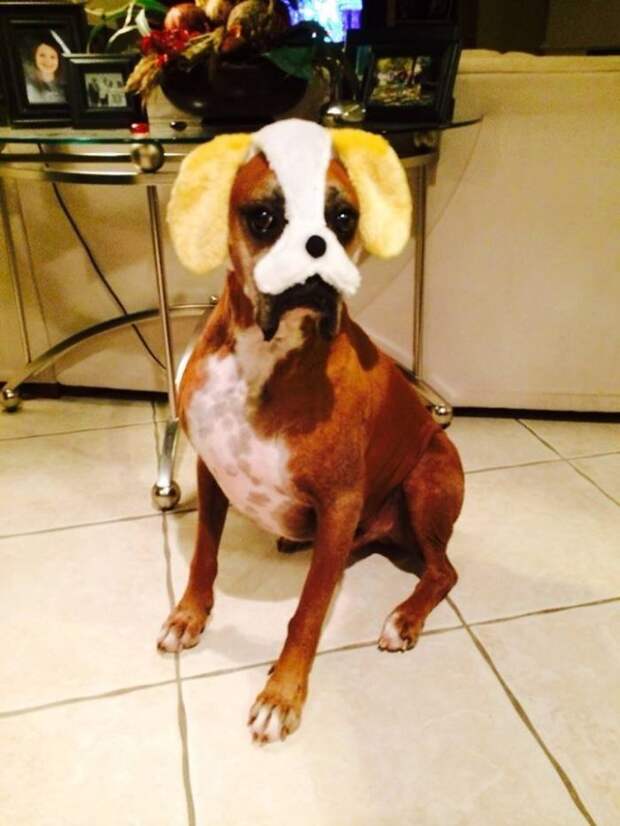 My Sister's Boxer Is Cleverly Disguised