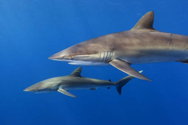 https://www.mediastorehouse.com/p/729/silky-shark-carcharhinus-falciformis-15278365.jpg