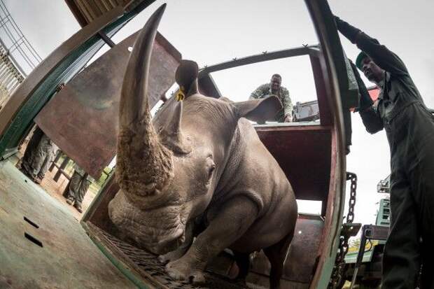 Носорог на вертолете перелетел в новый дом