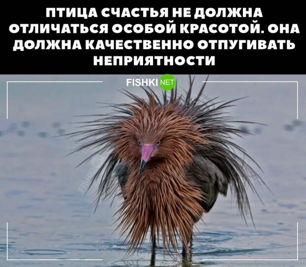 Не ищите здесь смысл. Здесь в основном маразм