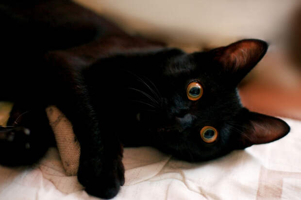 Ветеринар Руденко: кошек нельзя будить, когда они дергаются во сне