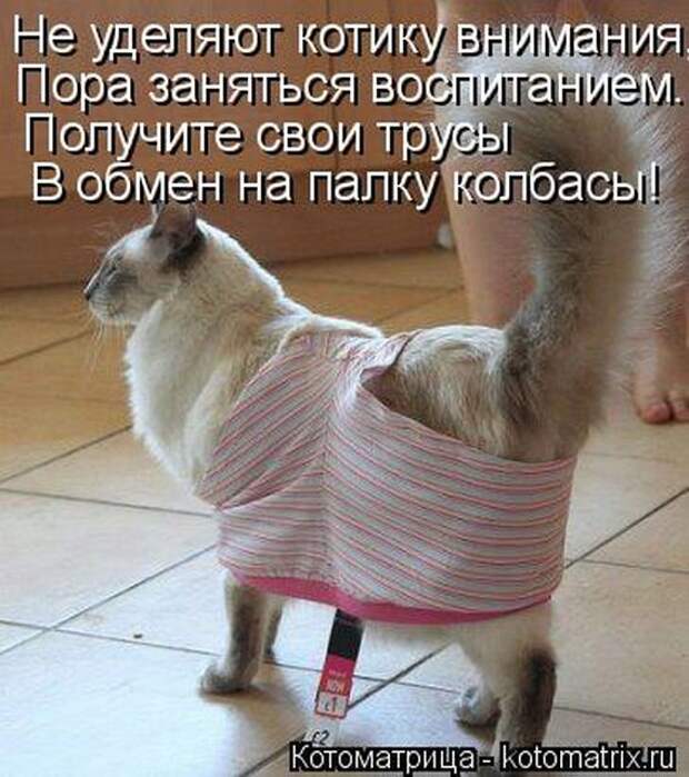 Лучшие котоматрицы недели (50 фото)