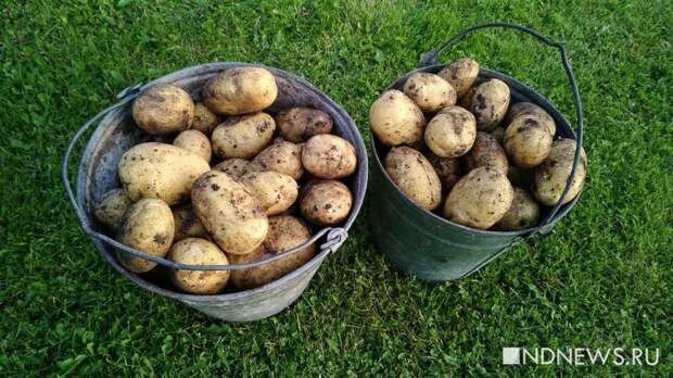Когда на Урале сажать картошку – советы садовода