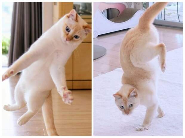 Этот кот из Японии танцует намного круче, чем вы, и вот 25 доказательств