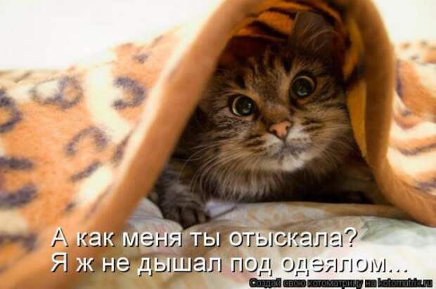 Котоматрицы (картинки с надписями)