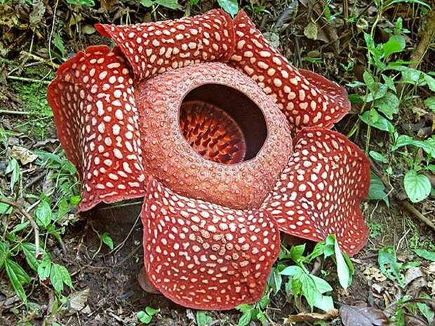 creepyplants53 Самые жуткие растения