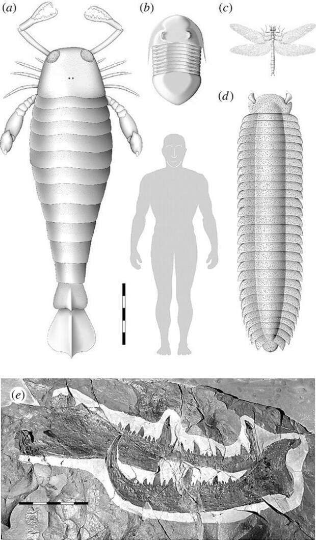 а) ракоскорпион b) трилобит c) меганерва d) Артроплевра -гигантская многоножка интересно, наука, окаменелости, палеонтология