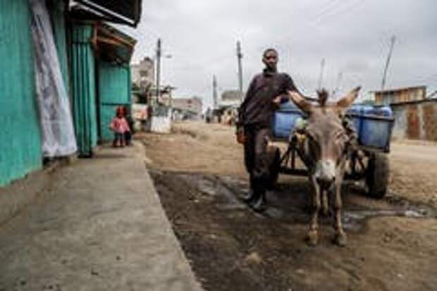 Esel spielen besonders in den strukturschwachen Gebieten Afrikas eine wichtige Rolle als Last- oder Zugtiere. (Bild: Christian Putsch)