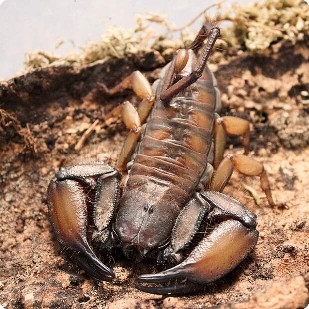 Каменный скорпион (лат. Hadogenes troglodytes)