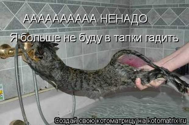 Лучшие котоматрицы недели (50 фото)