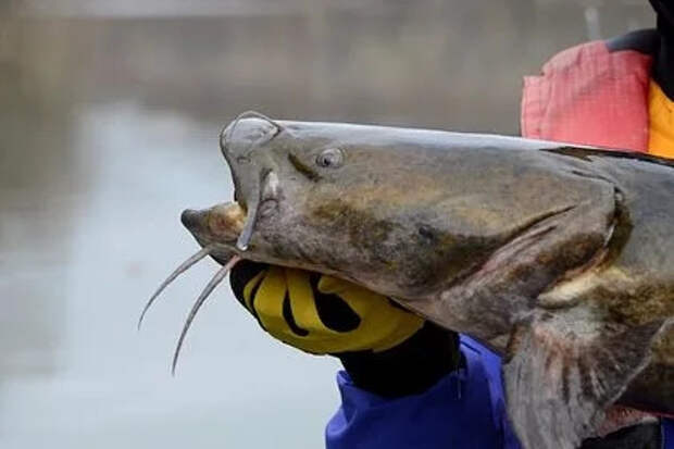 Рыбак подстрелил из лука огромного сома и установил новый рекорд