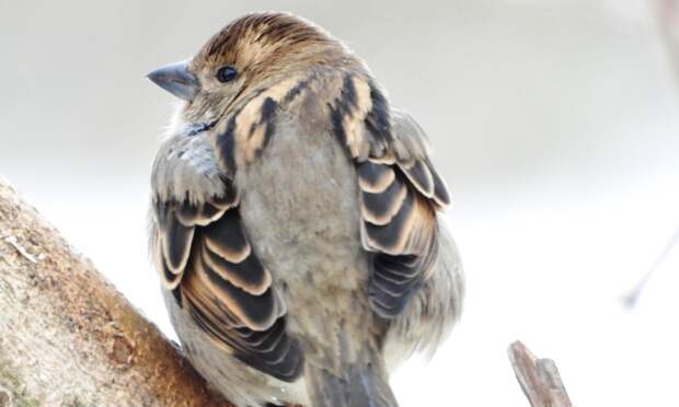 Жители Архангельской области насчитали более 3,3 тысячи воробьев