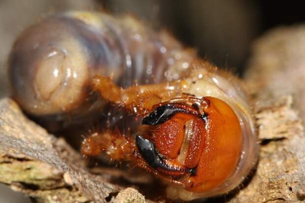 Редкий жук, ты враг или друг: почему майские жуки не встречаются ежегодно? вредитель, дерево, листья, личинка, майский жук, развитие