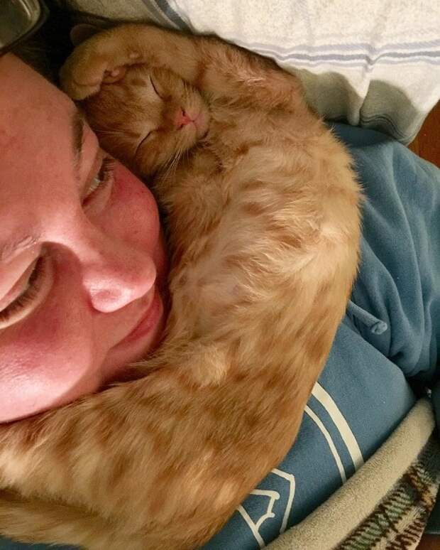 Котенок лег дугой Котенок лег на шею