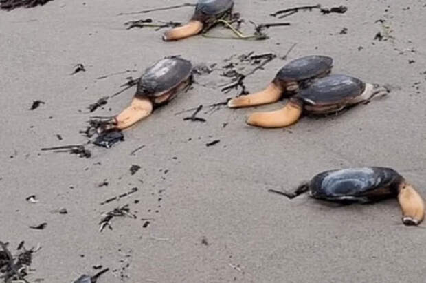 В Англии на пляже нашли загадочных одноногих существ из сериала Netflix