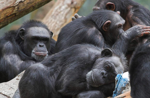 A group of chimpanzees.