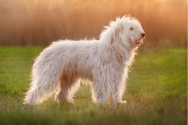 Русские породы собак, которые ценятся во всем мире