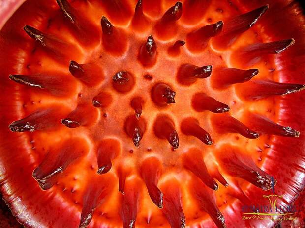 creepyplants48 Самые жуткие растения