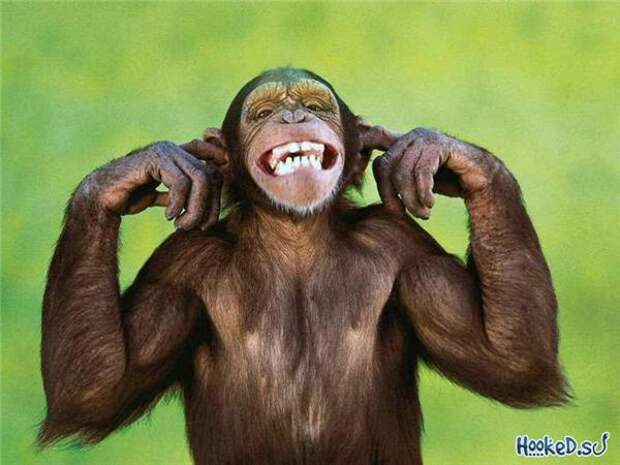 Monkey