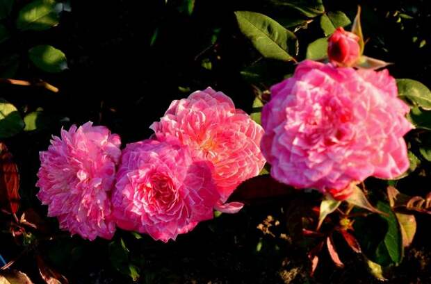 Роза сорта Рязаночка, фото с rosecatalog.ru