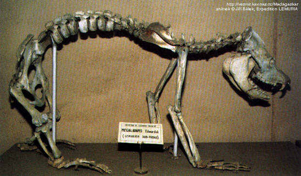 Мегаладапис Эдвардса — огромный древний лемур