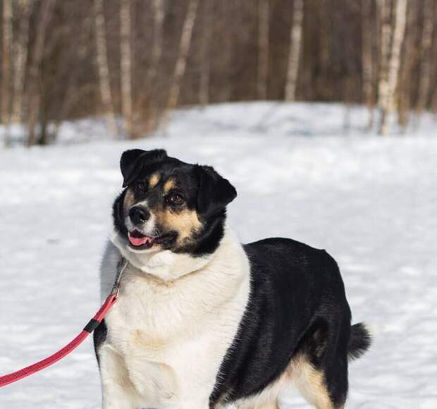 Фестиваль WOOF в поддержку животных из приютов пройдет в Москве в 14-й раз