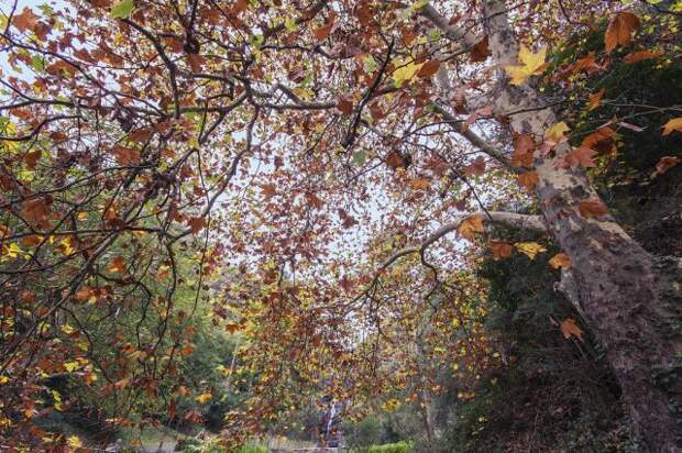 Пышное природы увяданье