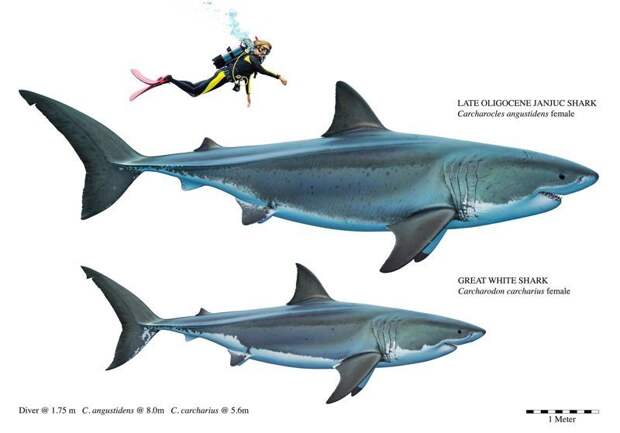 Сравнение большой зубчатой узкозубой акулы и современной белой акулы акула, акулы, доисторические животные, морские обитатели, наука, находки, палеонтология, ученые